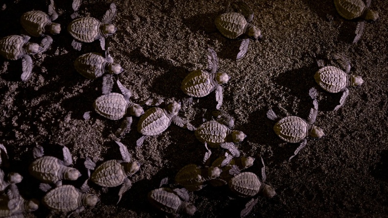 Baby Olive Ridley Sea Turtles, San Juan, La Union, Philippines